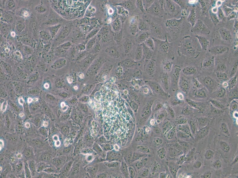 TR-LCC-1 Cell Complete Medium - small - 5