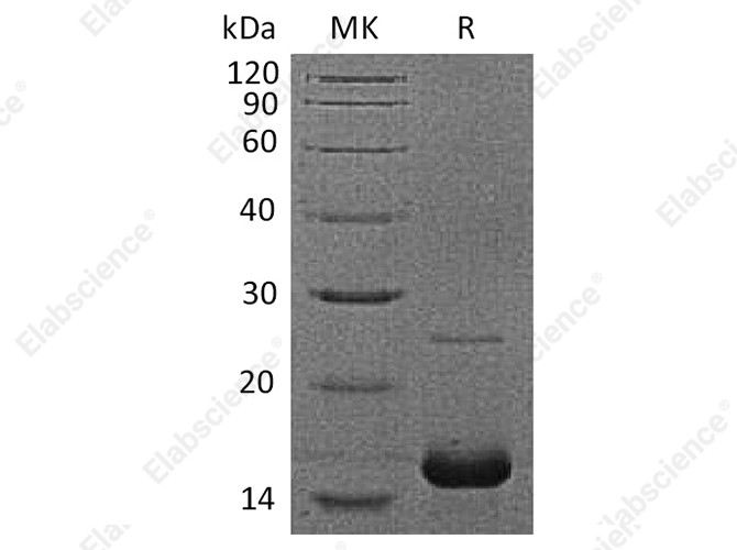 Recombinant Human Myoglobin/MB Protein (His Tag) - 1