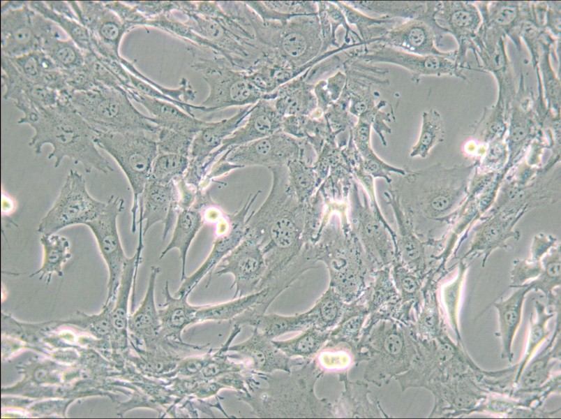 TtT/GF Cell Complete Medium - small - 5