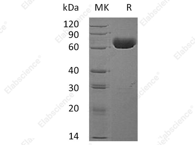 Recombinant Human EphA4 Protein - 1