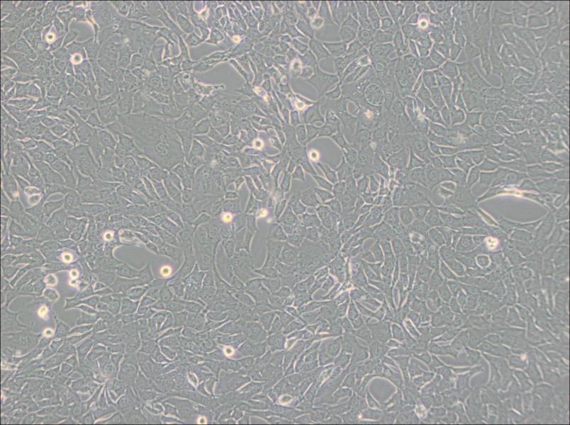 C127 [C-127] Cell Complete MediumC127 [C-127] Cell Complete Medium - 2