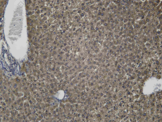 Recombinant SIGMAR1 Monoclonal Antibody - 1