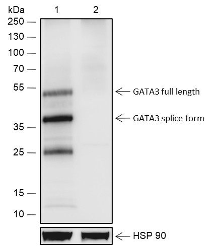Recombinant GATA3 Monoclonal Antibody - 2