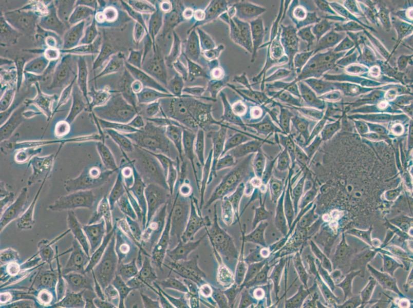 PC-3-LUC-EGFP Cell Complete Medium - 5