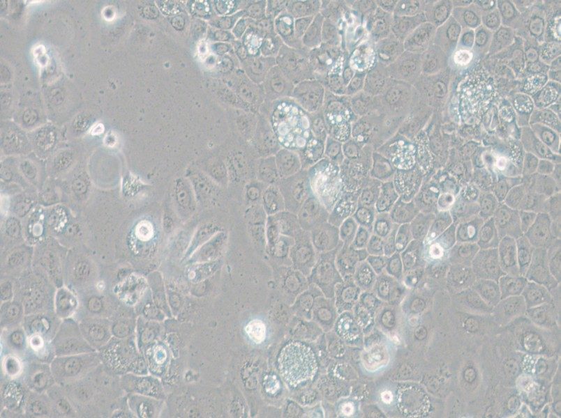 SCC-25 [SCC 25; SCC25] Cell Complete Medium - small - 4