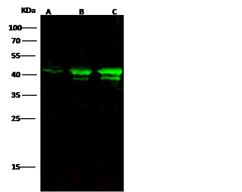 KRT19 Monoclonal Antibody - small - 2