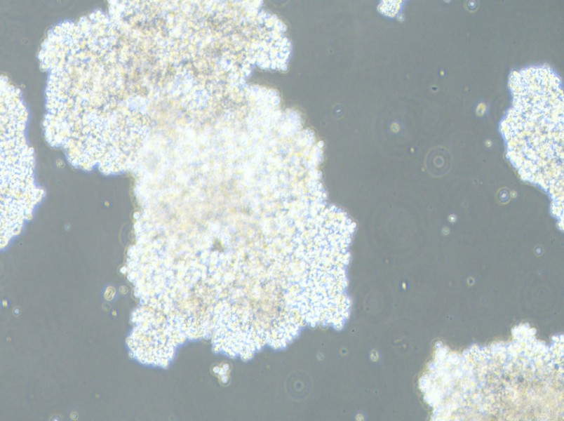 DMS 153 Cell Complete MediumDMS 153 Cell Complete Medium - 2