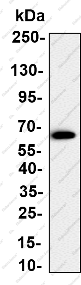 Recombinant UGT1A1 Monoclonal Antibody - 1