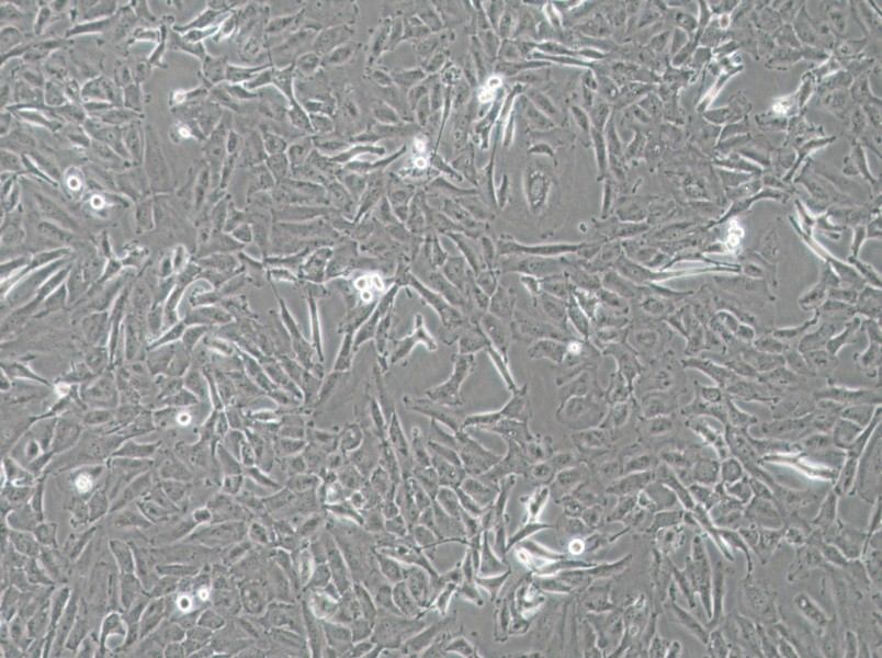 OCUT-2C Cell Complete Medium - 3