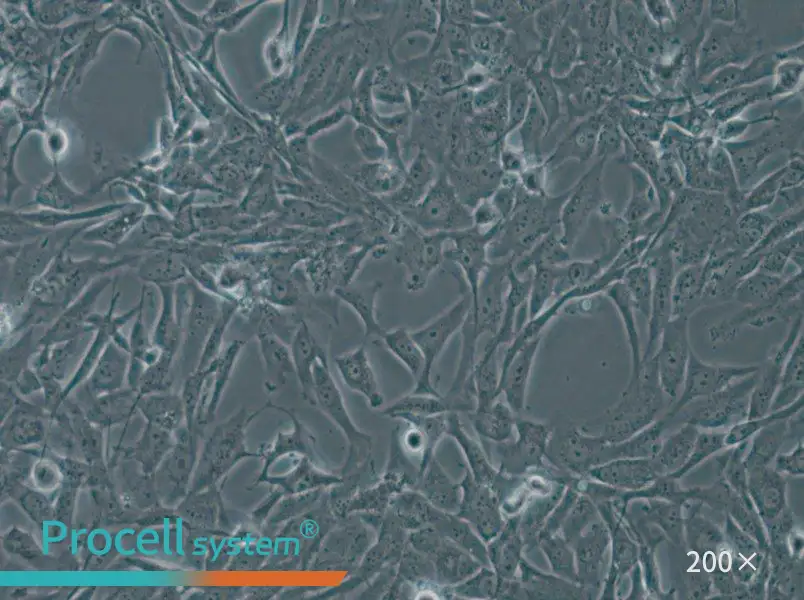 WPMY-1 Cell Complete Medium - 5