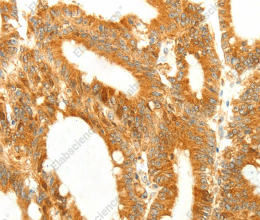 DIABLO Polyclonal Antibody - 2