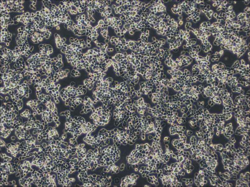 COV434 Cell Complete MediumCOV434 Cell Complete Medium - 3