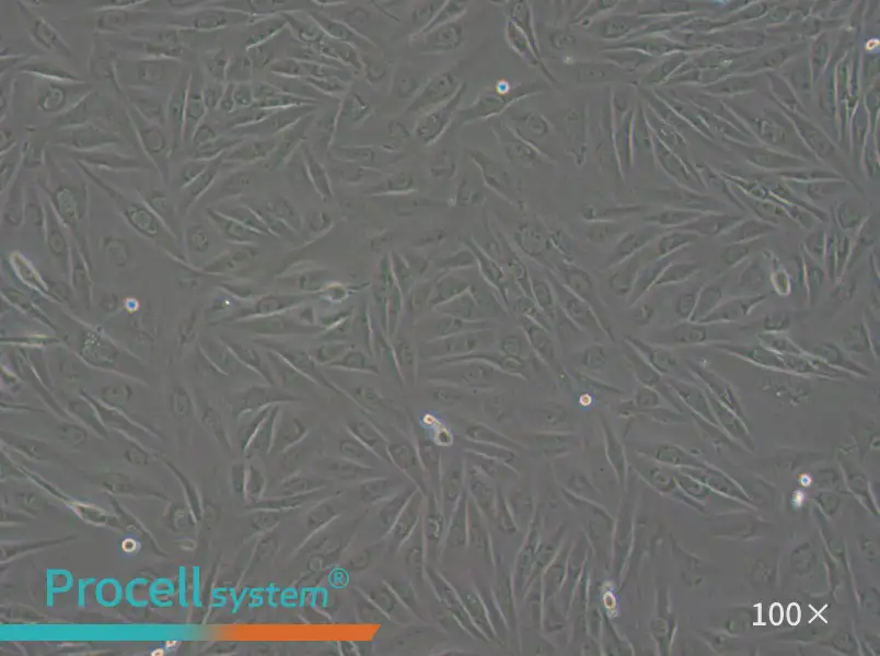 SW962 (DMEM) Cell Complete MediumSW962 (DMEM) Cell Complete Medium - 2
