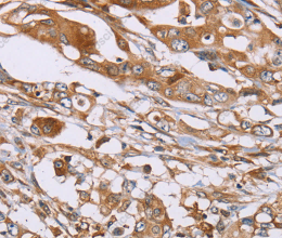 OS9 Polyclonal Antibody - 2