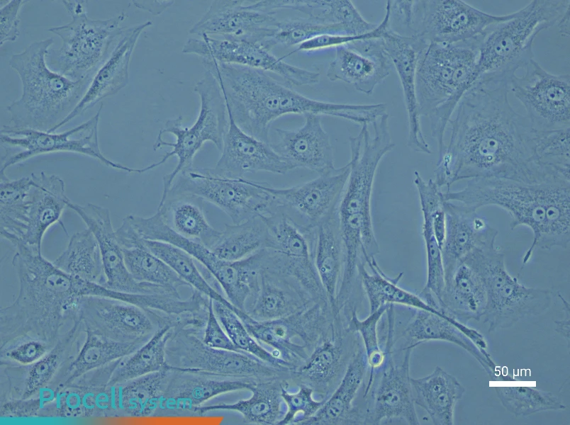 Mouse Prostate Fibroblast Complete Medium - 6