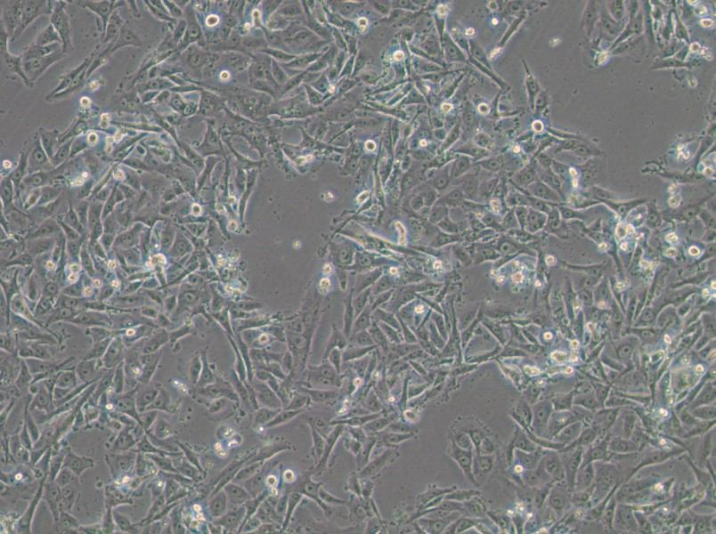 SW1573 (DMEM) Cell Complete Medium - 8