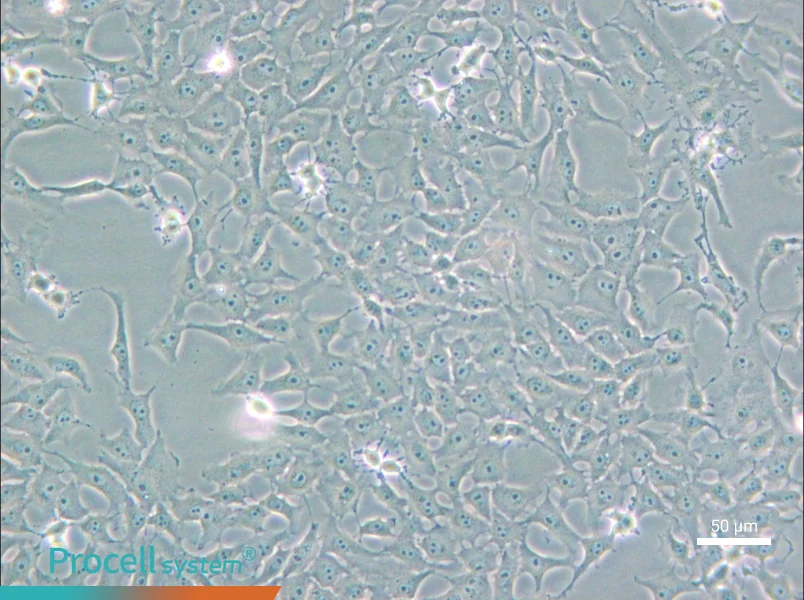 Mv.1.Lu [NBL-7] Cell Complete Medium - 4