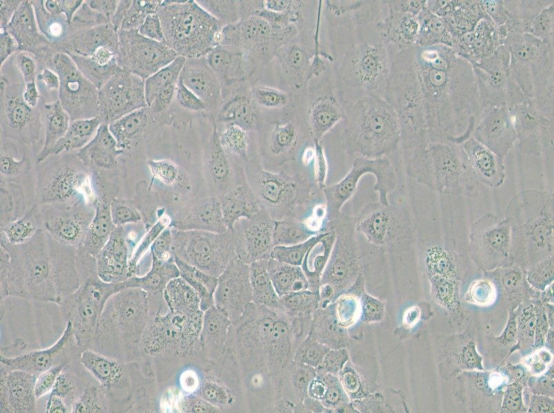 Panc 02.13 Cell Complete Medium - small - 4