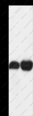 TEKT1 Polyclonal Antibody - 1