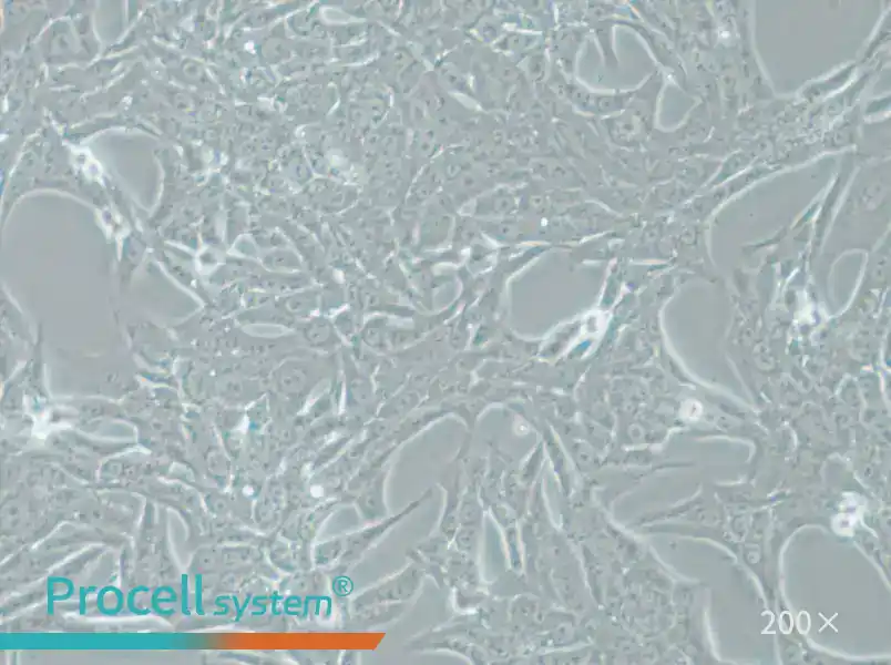 Renca-LUC Cell Complete Medium - 5