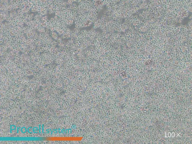 ST486 Cell Complete MediumST486 Cell Complete Medium - 2