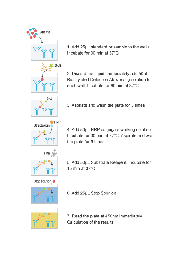 Mini Sample Human TIMP-1 (Tissue Inhibitors of Metalloproteinase 1) ELISA Kit - procedures