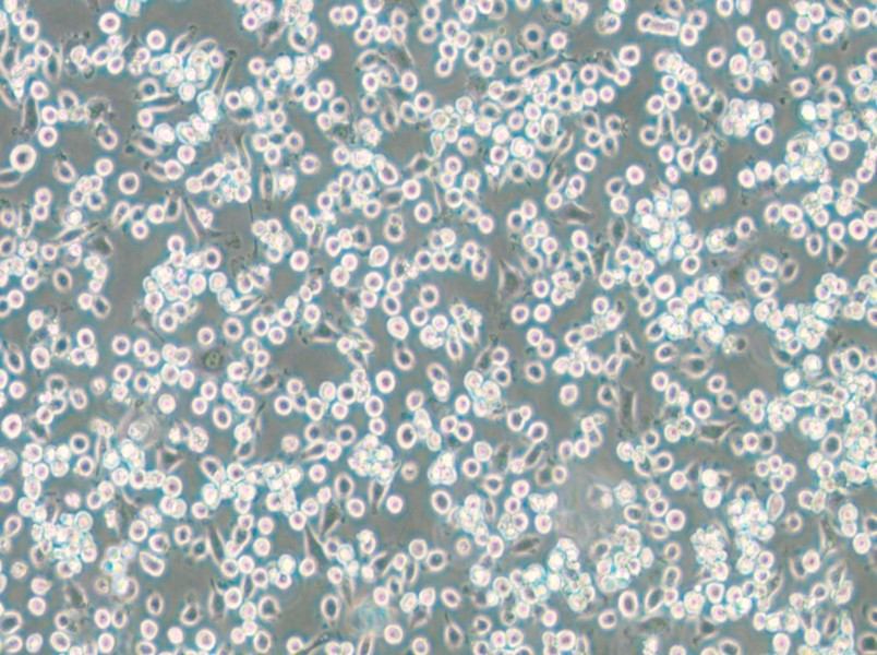 NCTC 1469 Cell Complete Medium - small - 6