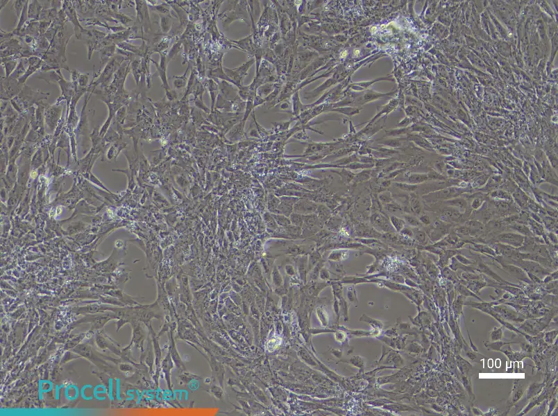 Mouse Esophageal Epithelial Cell Complete Medium - 3