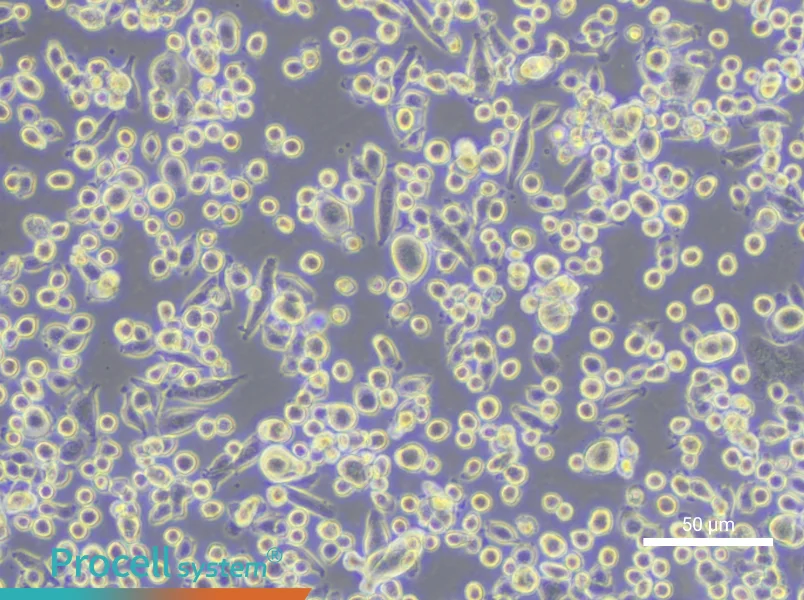 JAWSII Cell Complete MediumJAWSII Cell Complete Medium - 6