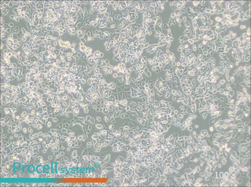 PC-12 (Low differentiation) Cell Complete Medium - 3