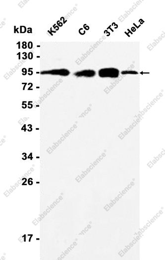 Recombinant Axin 2 Monoclonal Antibody - 1