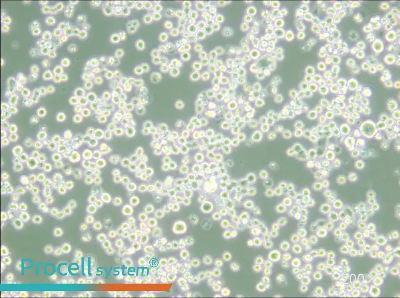 MR1 Cell Complete Medium - 5