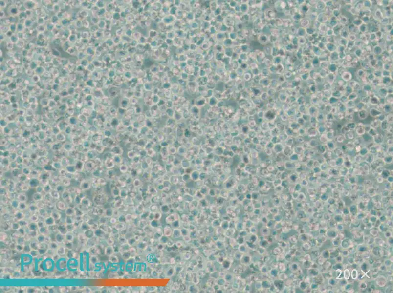 C1498 Cell Complete Medium - 5