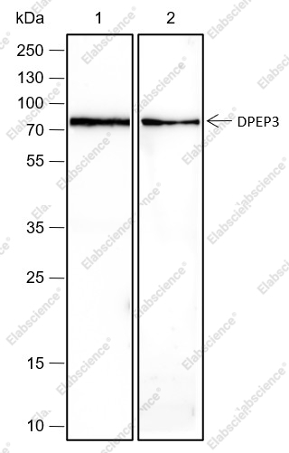 Recombinant DPEP3 Monoclonal Antibody - 1