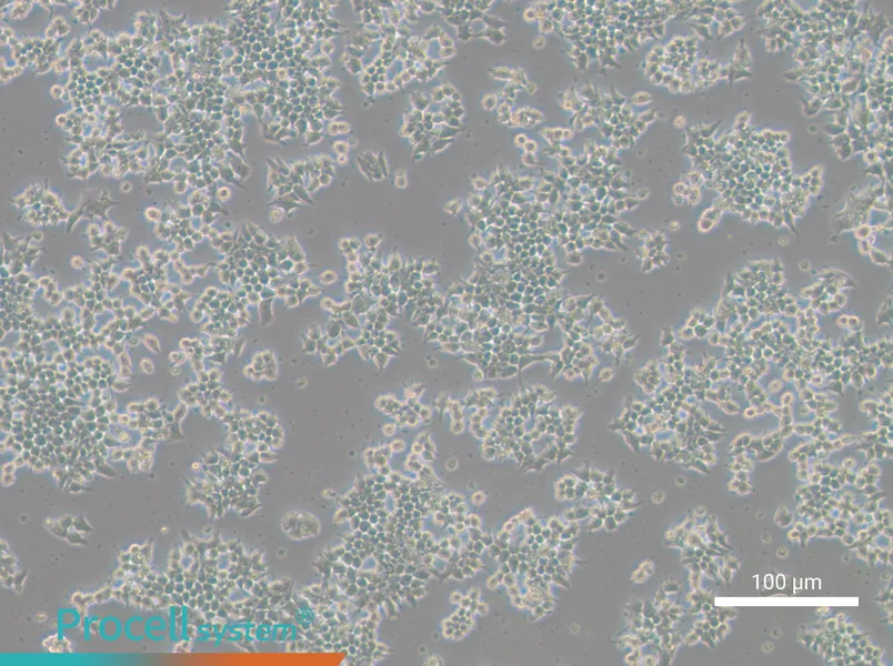 266-6 Cell Complete Medium - 6