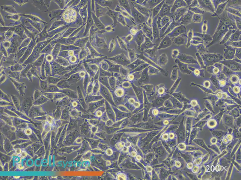 PC-3 Cell Complete Medium - small - 5