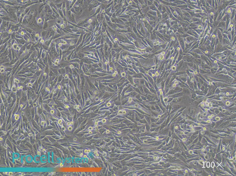 A101D Cell Complete MediumA101D Cell Complete Medium - 2