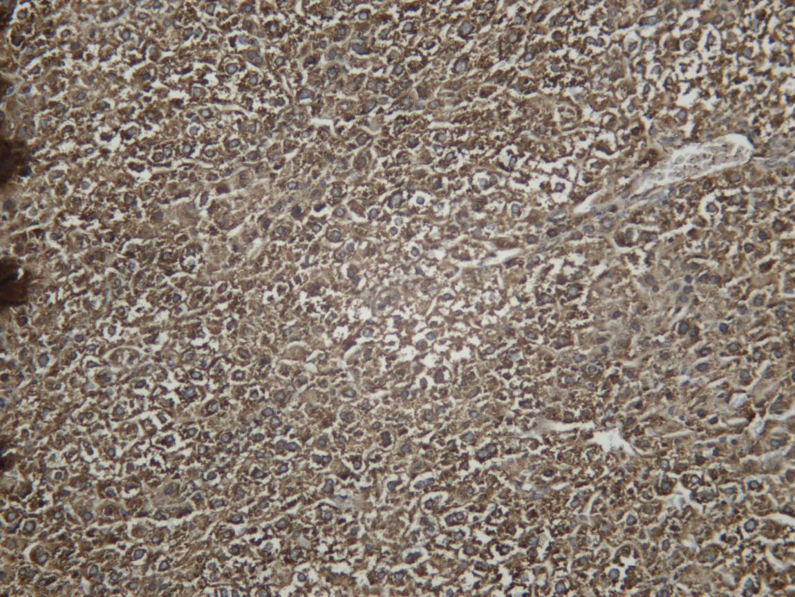 Recombinant C3 Monoclonal Antibody - 4