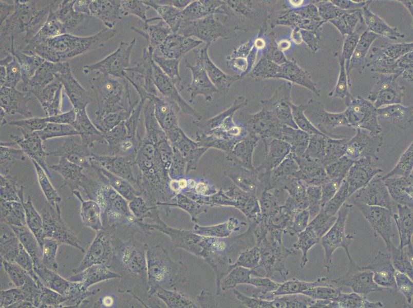 HTh-7 Cell Complete Medium - 6