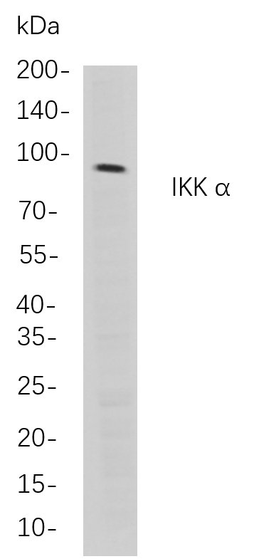 Recombinant IKK α Monoclonal Antibody-searchlist-1