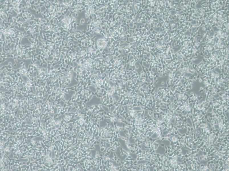 IMR-32 Cell Complete MediumIMR-32 Cell Complete Medium - 3