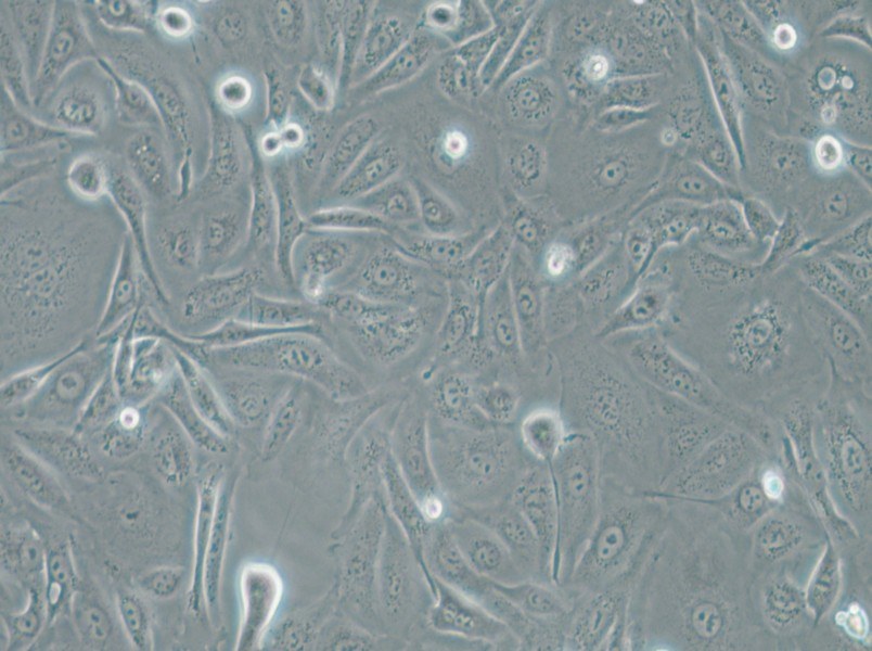 A875 [A-875] Cell Complete Medium - small - 5