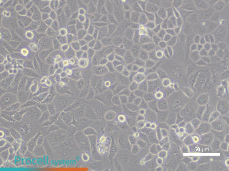 CC-LP-1 Cell Complete MediumCC-LP-1 Cell Complete Medium - 5