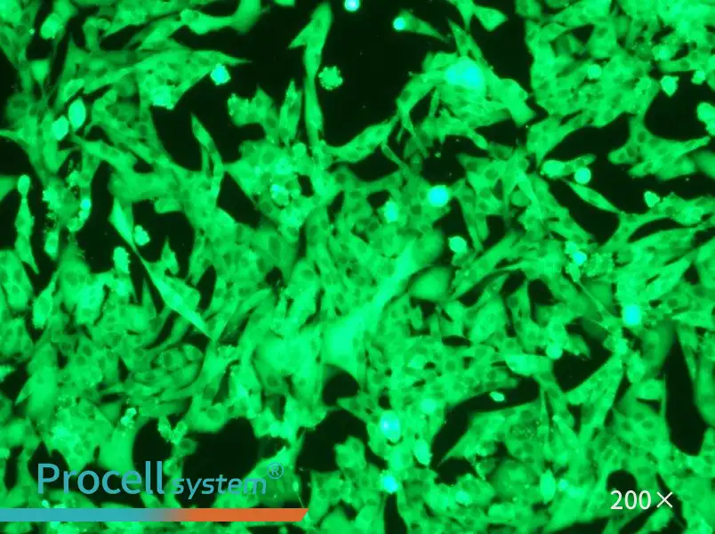 NCI-H446-GFP Cell Complete Medium - 5