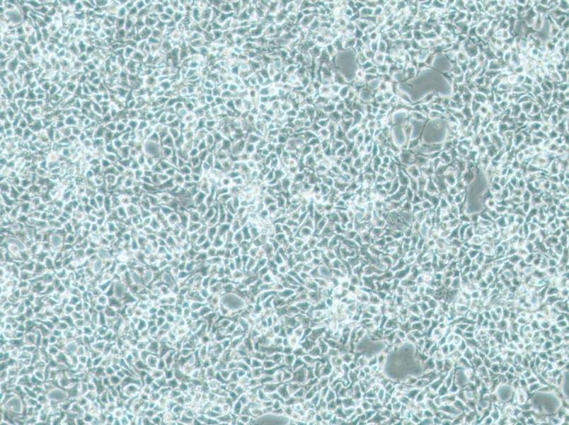 CAL-33 Cell Complete Medium - 2