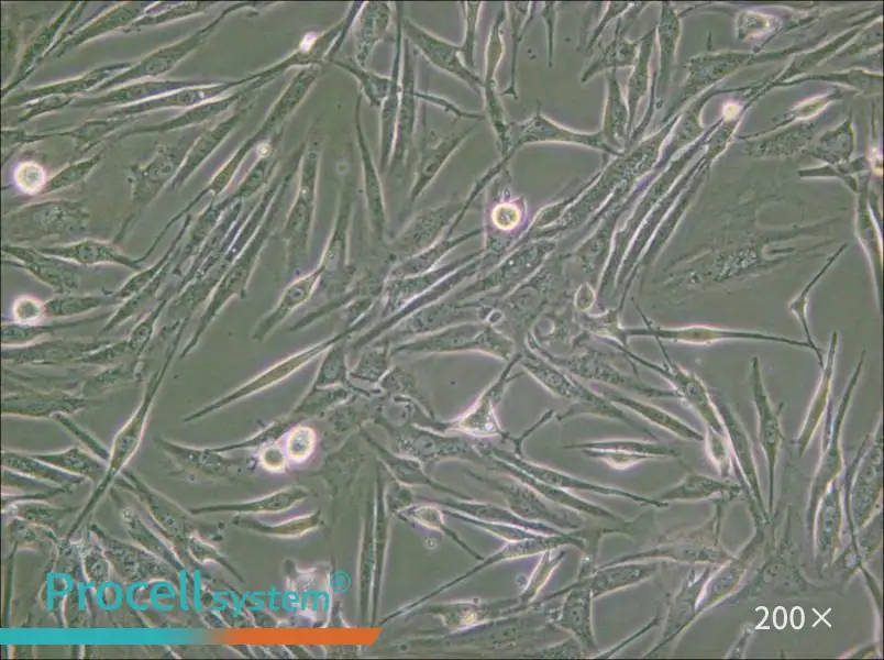 8305C Cell Complete Medium - 5