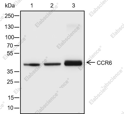 Recombinant CCR6 Monoclonal Antibody - 1