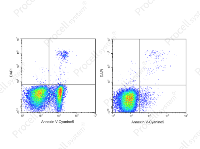 Annexin V-Cyanine5/DAPI Apoptosis Kit
