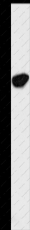 ENO2 Polyclonal Antibody - 1