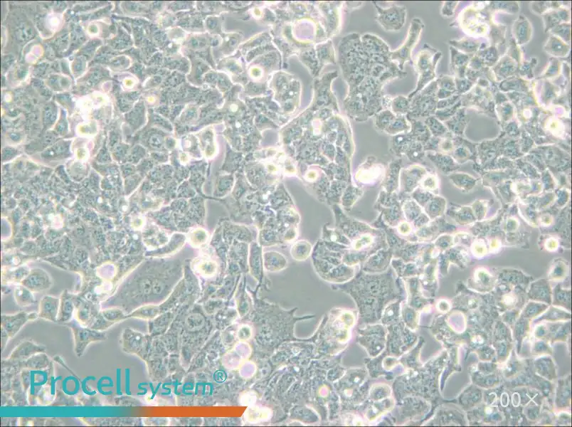 HEC-1-B Cell Complete Medium - 4